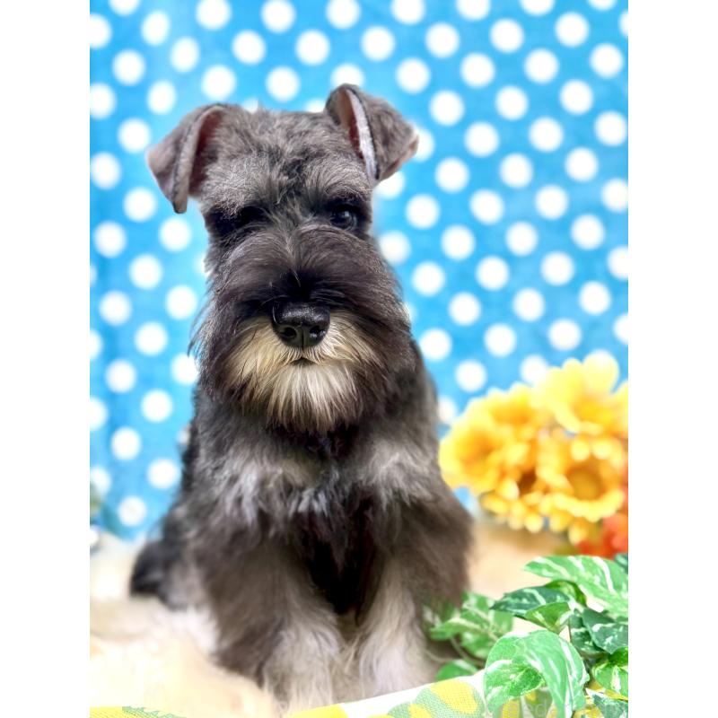 谷真琴ブリーダーの詳細