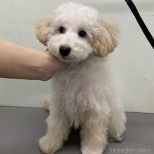 ♀︎トイプードル