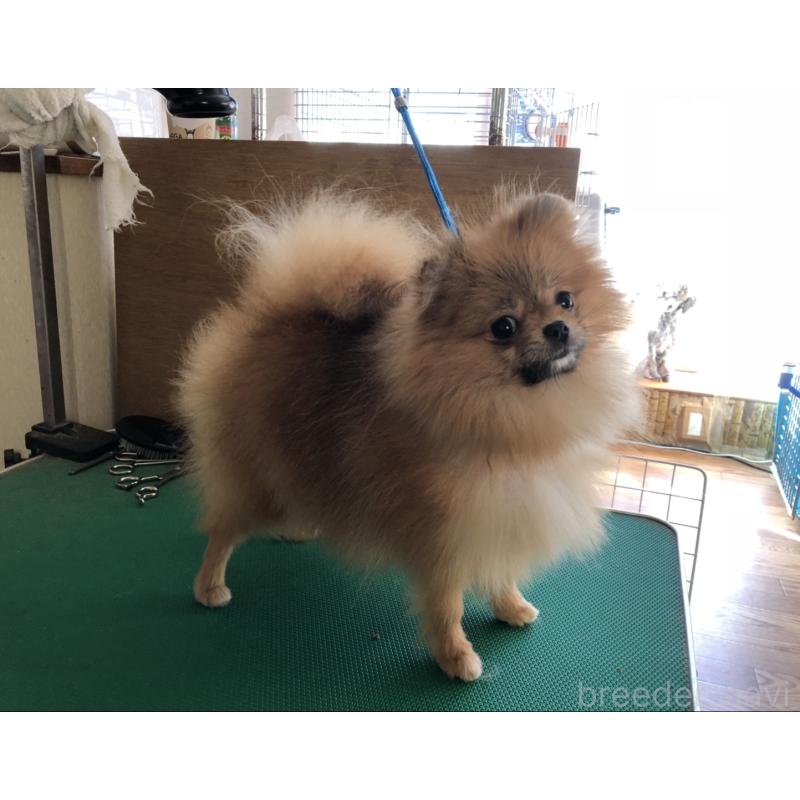 中谷陽子ブリーダーの詳細