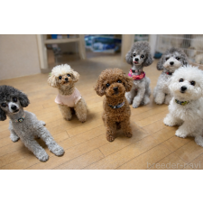 佐野優子ブリーダー