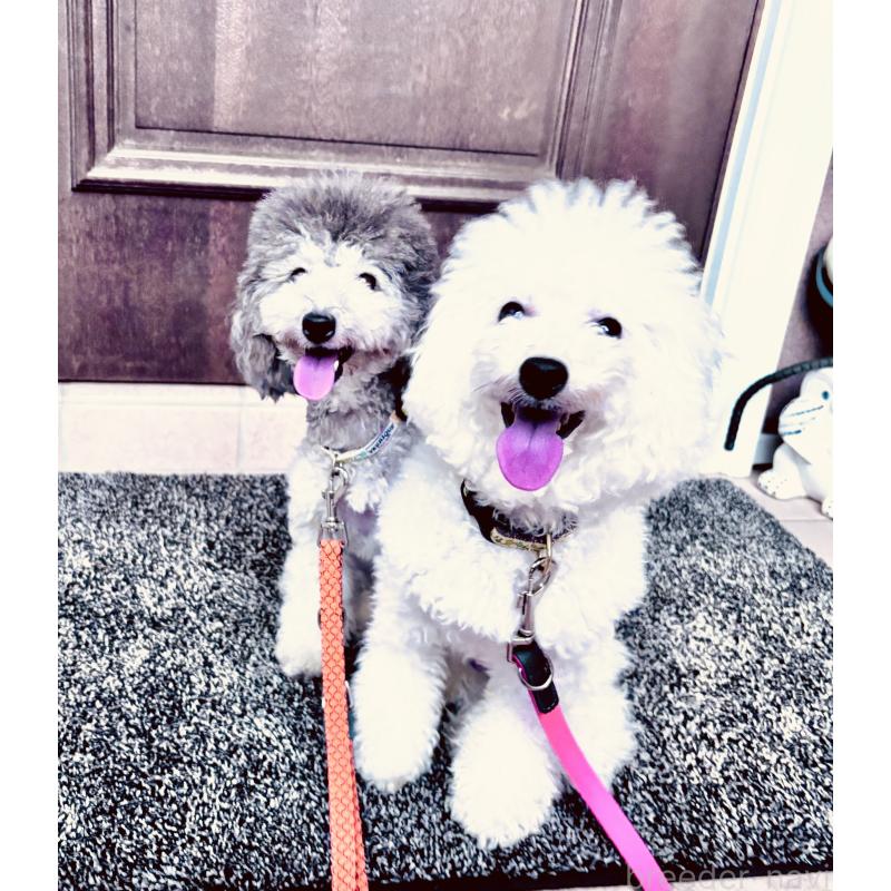 佐野優子ブリーダーの詳細