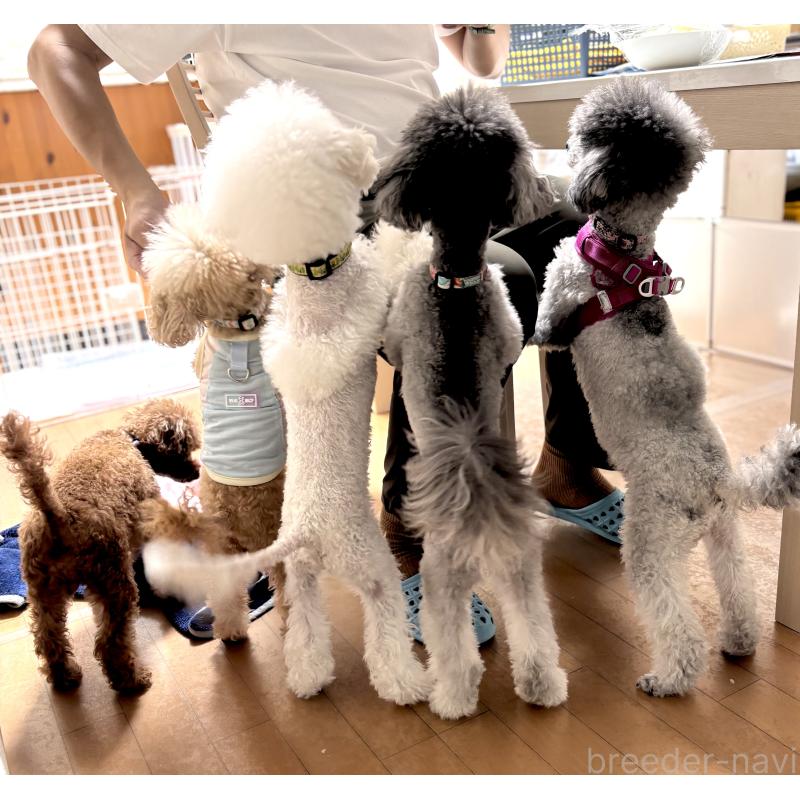 佐野優子ブリーダーの詳細