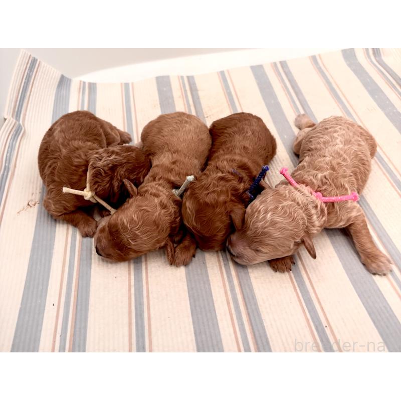 佐野優子ブリーダーの詳細