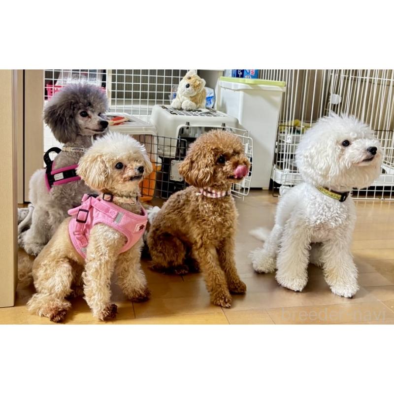 佐野優子ブリーダーの詳細