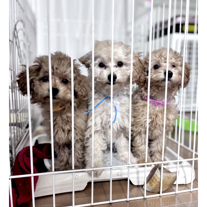 佐野優子ブリーダーの詳細