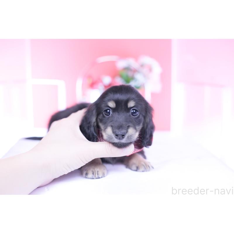 成約済の愛知県のカニンヘンダックスフンド(ロングヘアード)-437857の11枚目