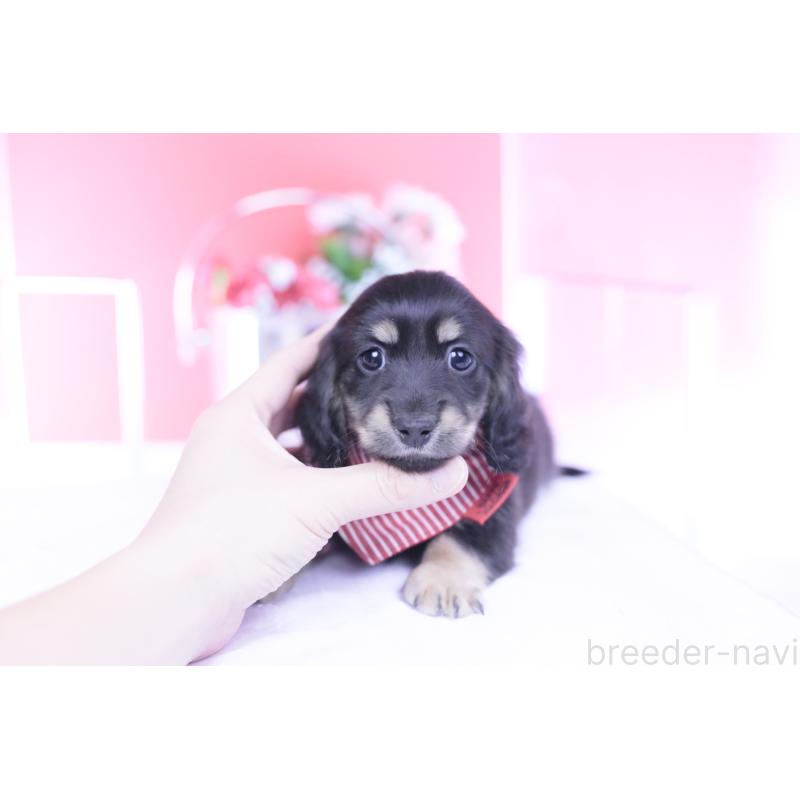 成約済の愛知県のカニンヘンダックスフンド(ロングヘアード)-437857の5枚目