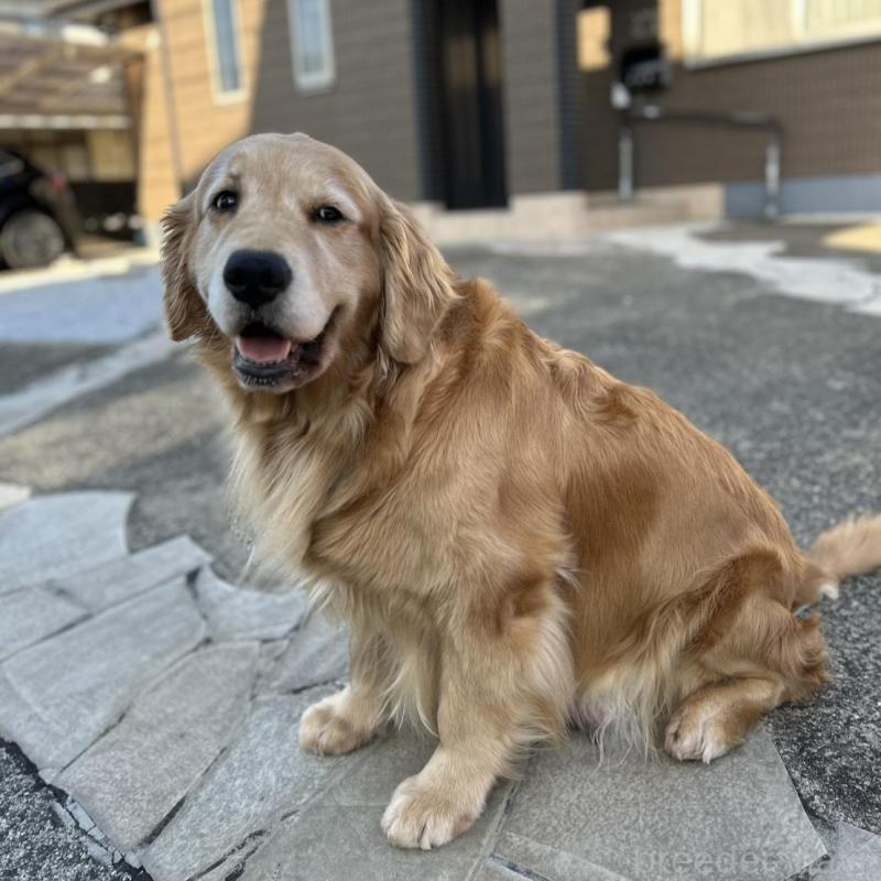 成約済の福岡県のゴールデンレトリーバー-439601の13枚目