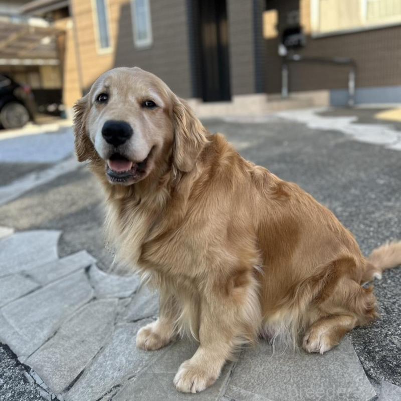 成約済の福岡県のゴールデンレトリーバー-439596の14枚目