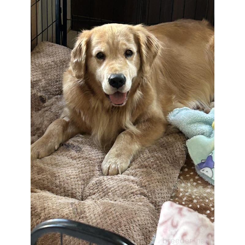 成約済の福岡県のゴールデンレトリーバー-439593の8枚目