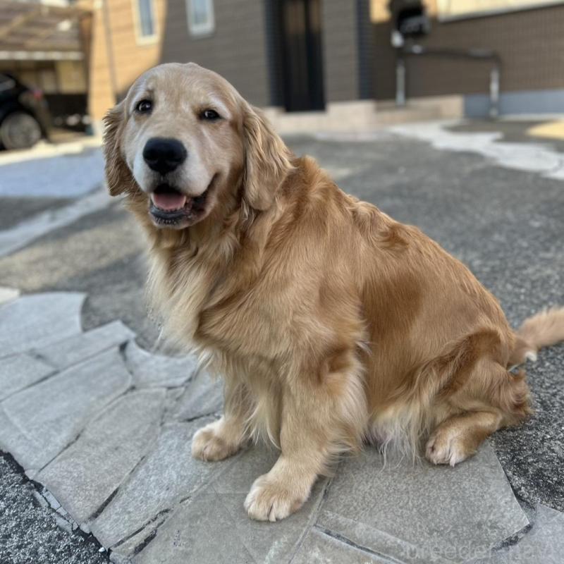 成約済の福岡県のゴールデンレトリーバー-439593の7枚目