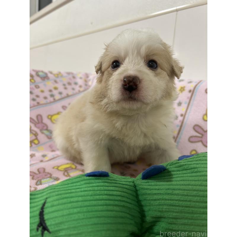 成約済の静岡県のボーダーコリー-436941の3枚目