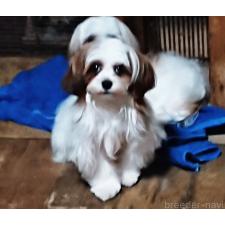 ♀︎マルシーズー:マルチーズ×シーズー