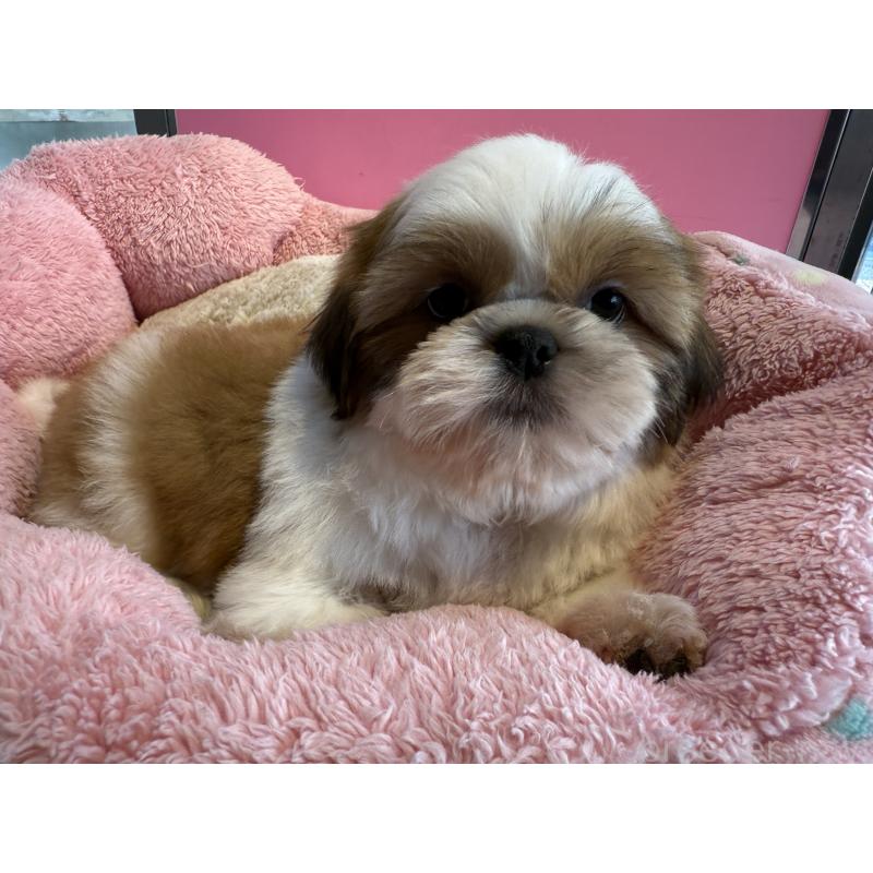 成約済の東京都のシーズー-433440の4枚目