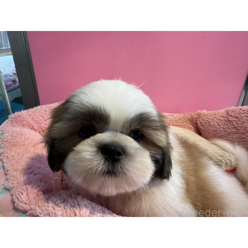 成約済の東京都のシーズー-433440の3枚目