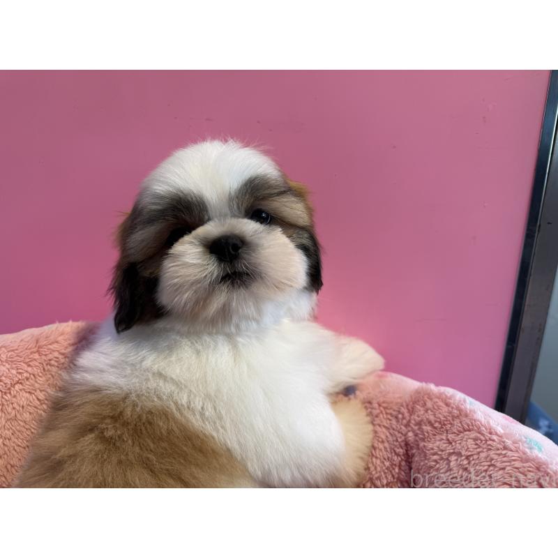 成約済の東京都のシーズー-433440の2枚目