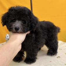 ♀︎トイプードル