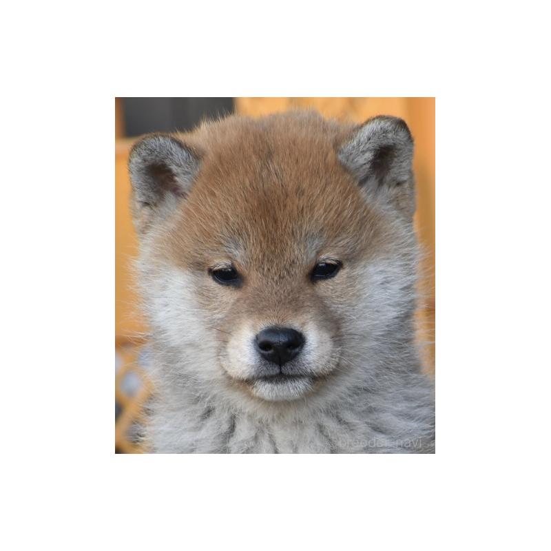 柏井道敬ブリーダーの詳細