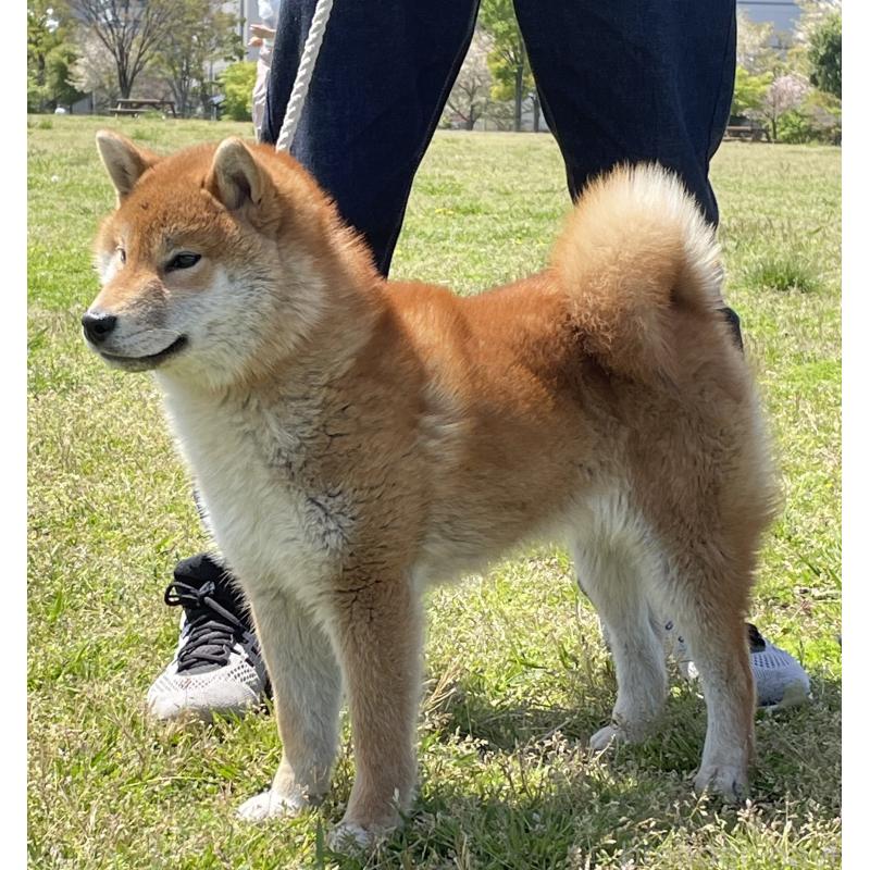 柏井道敬ブリーダーの詳細