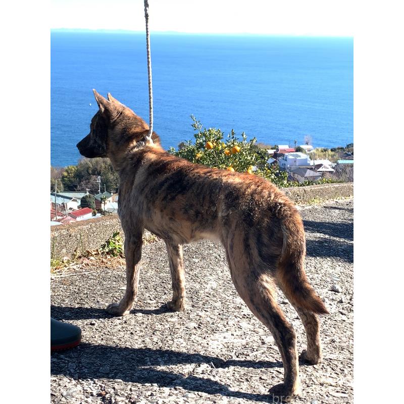 柏井道敬ブリーダーの詳細