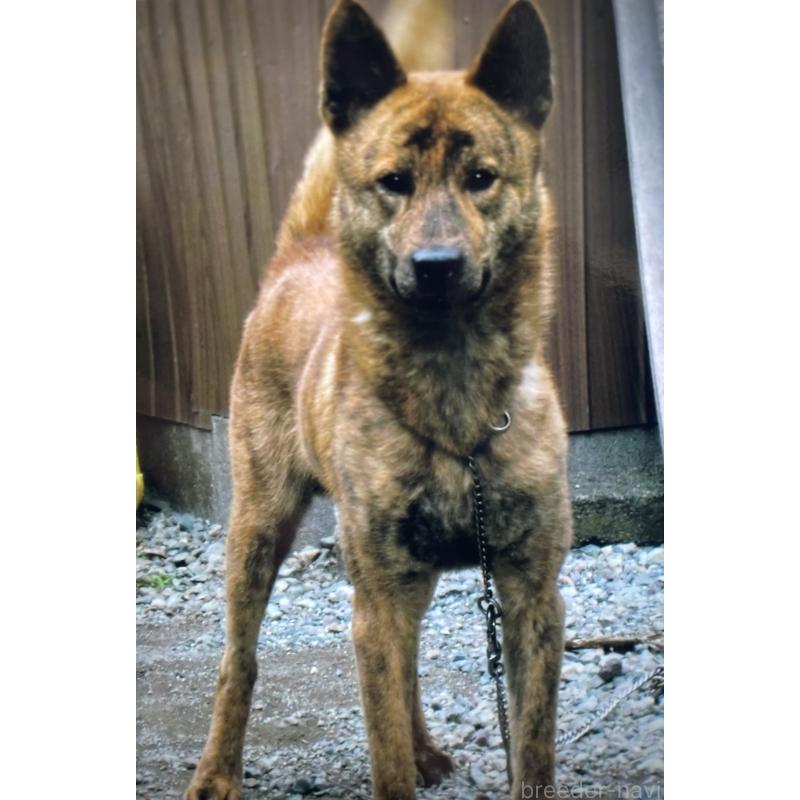 柏井道敬ブリーダーの詳細