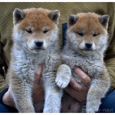 柏井道敬ブリーダー