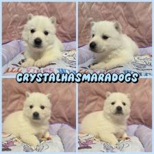 ♀︎シベリアンハスキー