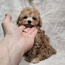 ♀︎ティーカッププードル