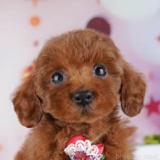 ♀︎トイプードル