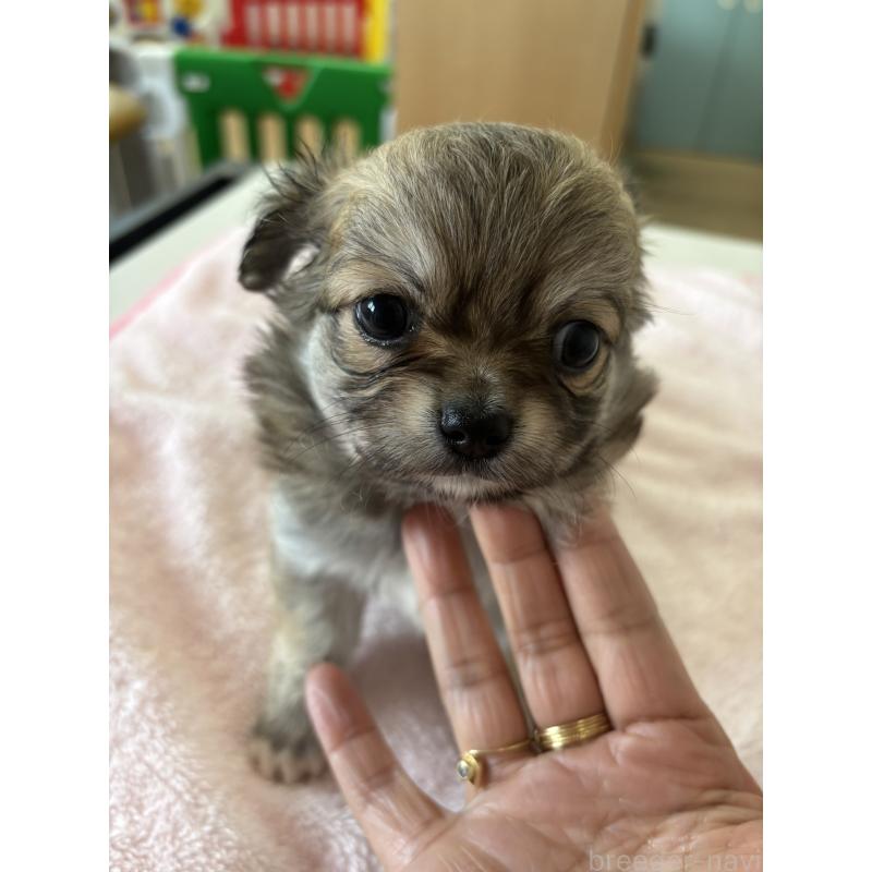 成約済の岐阜県のチワワ(ロングコート)-440417の7枚目