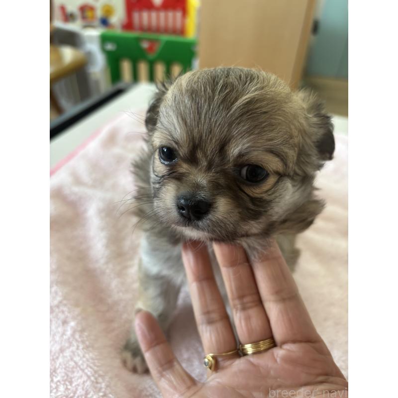 成約済の岐阜県のチワワ(ロングコート)-440417の6枚目