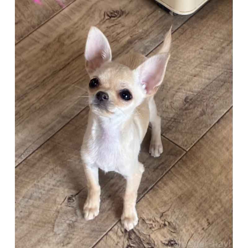 成約済の広島県のチワワ(スムースコート)-427962の2枚目