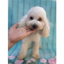 ♀︎タイニープードル