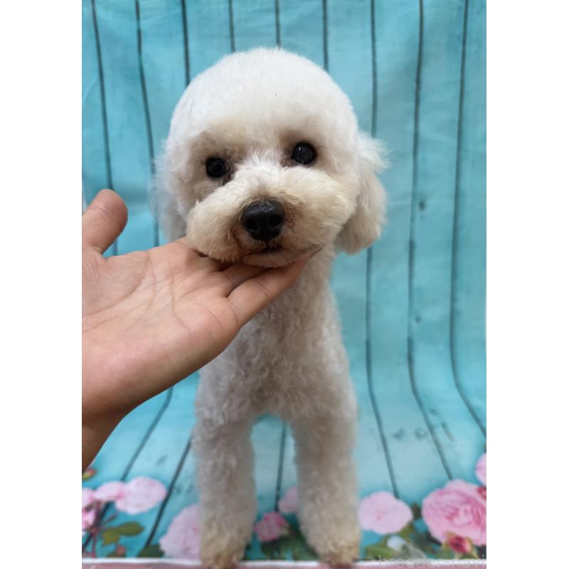 販売中の大阪府のタイニープードル-440427の2枚目