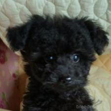 ♀︎トイプードル