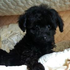 ♀︎トイプードル