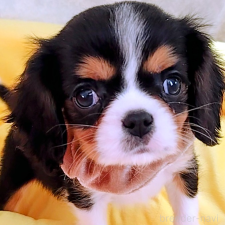 ♀︎キャバリアキングチャールズスパニエル