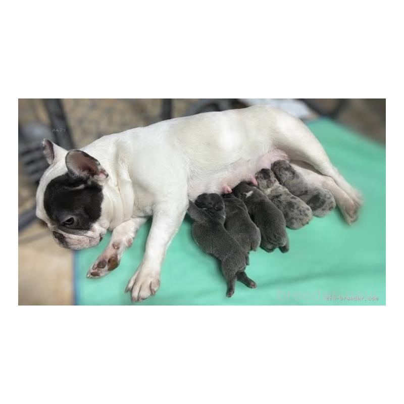 グェントゥンギアブリーダーの詳細