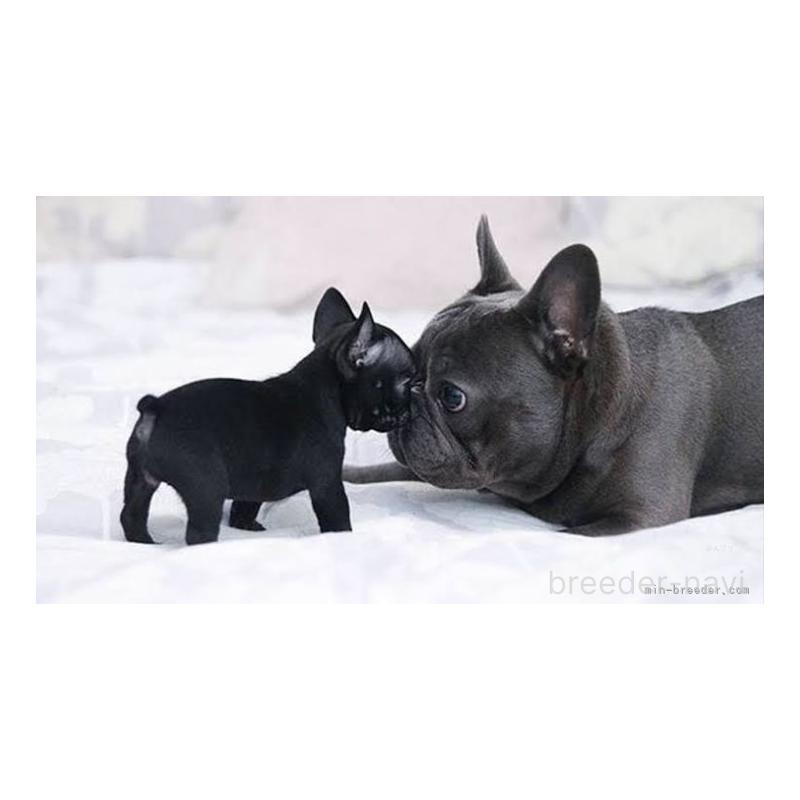 グェントゥンギアブリーダーの詳細