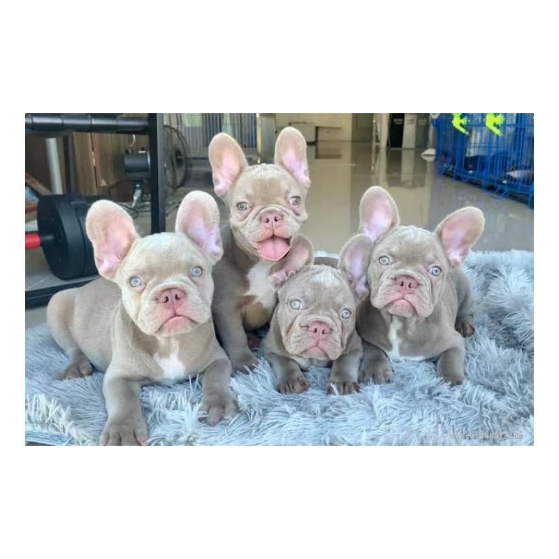 グェントゥンギアブリーダーの詳細