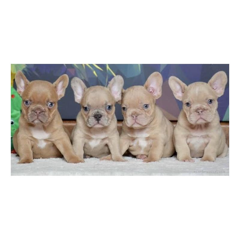 グェントゥンギアブリーダーの詳細