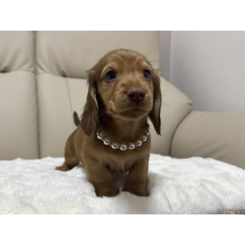 成約済の栃木県のミニチュアダックスフンド(ロングヘアード)-436629の5枚目