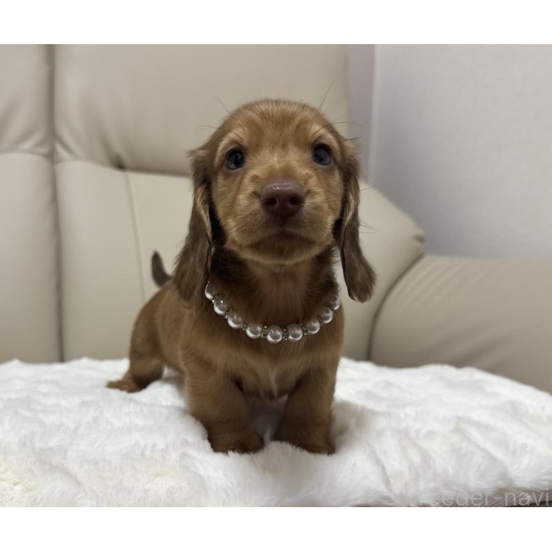 成約済の栃木県のミニチュアダックスフンド(ロングヘアード)-436629の4枚目