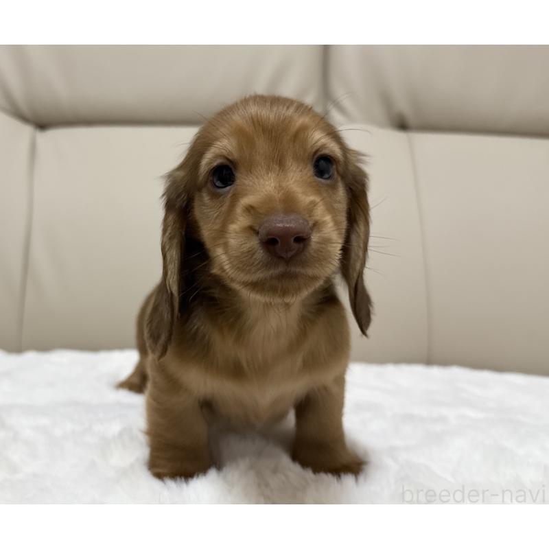 成約済の栃木県のミニチュアダックスフンド(ロングヘアード)-436629の2枚目