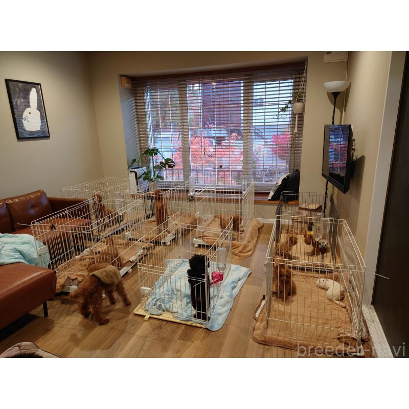 長谷川尚子ブリーダーの詳細