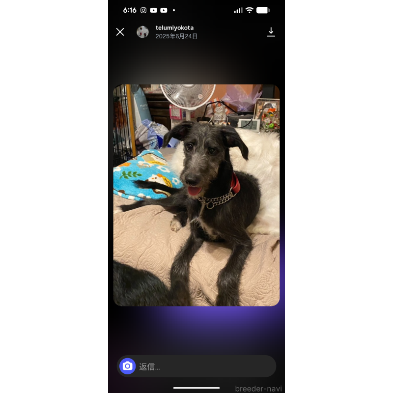 樹下和久ブリーダーの詳細