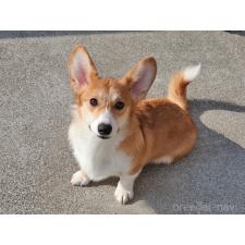 ♀︎ウェルシュコーギーペンブローク