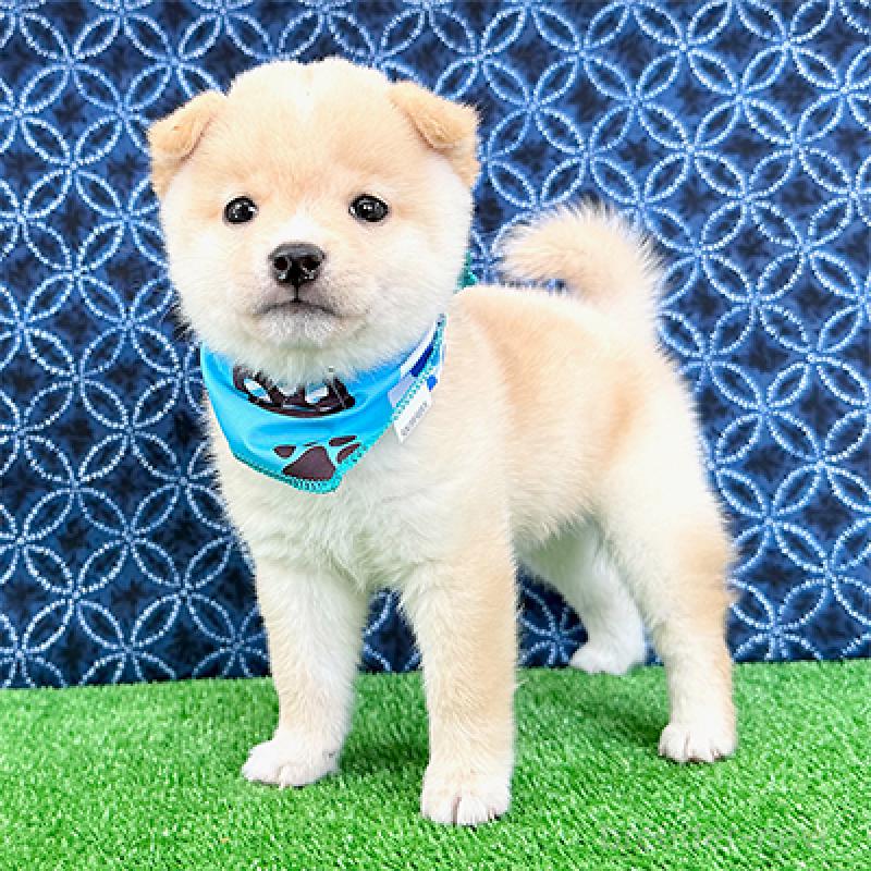 成約済の神奈川県の豆柴-440484の4枚目