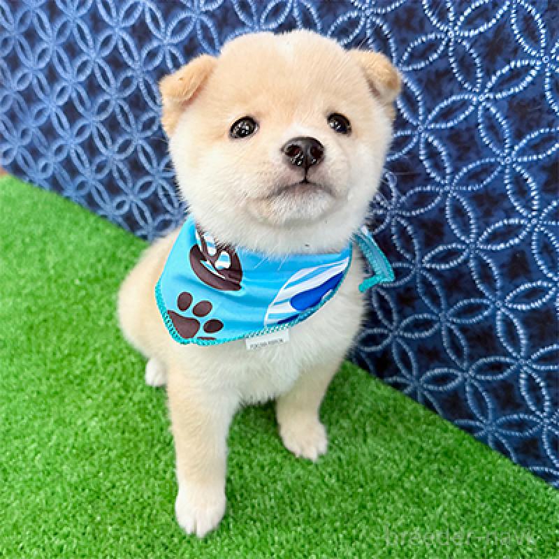 成約済の神奈川県の豆柴-440484の3枚目