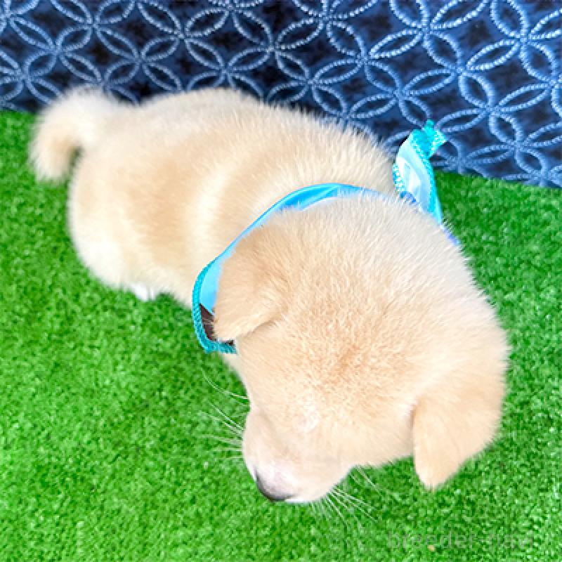 成約済の神奈川県の豆柴-440484の2枚目